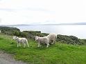 2014_06_Scotland_Day_06_Isle_of_Skye (20)